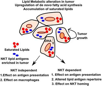 Altered Lipid Tumor Environment and Its Potential Effects on NKT Cell Function in Tumor Immunity